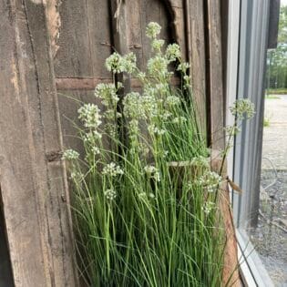 Grasflower in pot