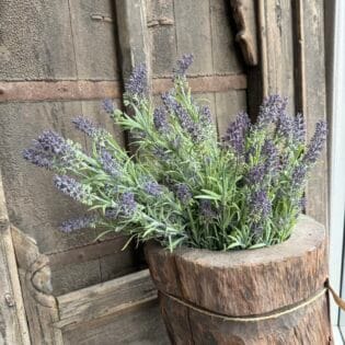 Lavendel