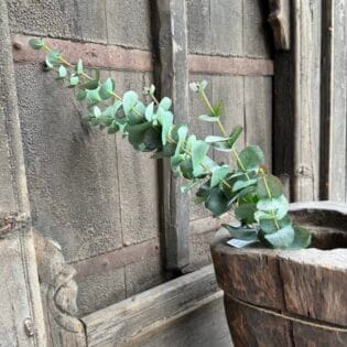 Eucalyptus