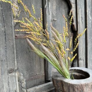 Catkins