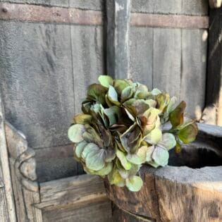 Hortensia