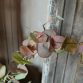 Eucalyptus spray 2
