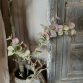 Eucalyptus spray