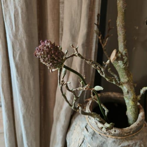 allium stem