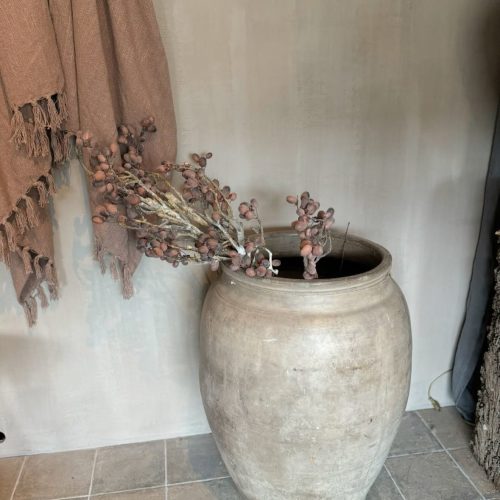 alnus grande brown