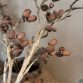alnus grande brown3