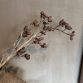 alnus grande brown4