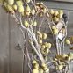 alnus grande green