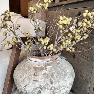 Alnus grande Green