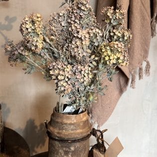 Bouvardia stem Grey
