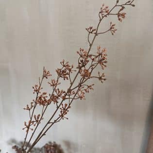 Berry spray light brown