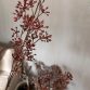 Berry spray light red1