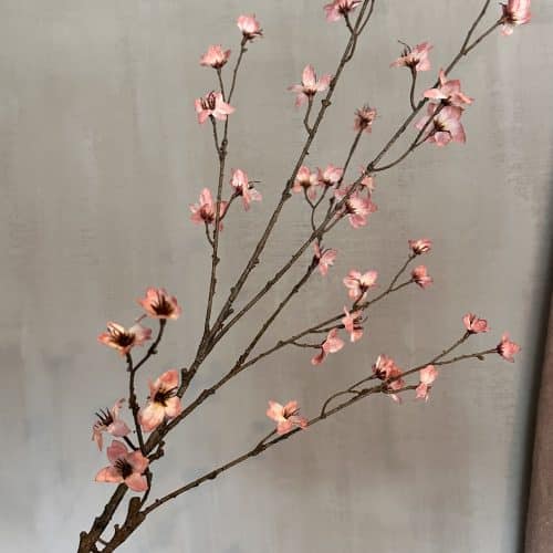 Cornus pink