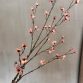 Cornus pink