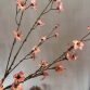Cornus pink1