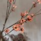 Cornus pink2