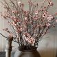 Cornus pink3