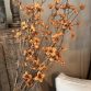 Cornus Copper 3