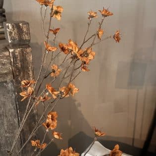 Cornus Copper