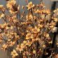 Cornus Copper 4