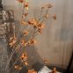 Cornus Copper