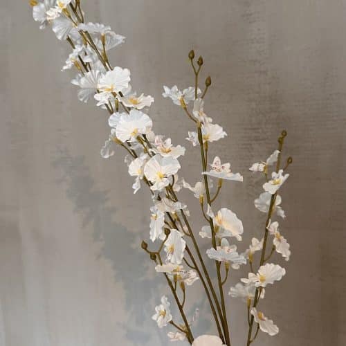 Oncidium Spring