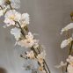 Oncidium Spring1