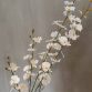 Oncidium Spring2