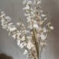 Oncidium Spring3