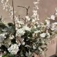Oncidium Spring4
