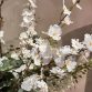 Oncidium Spring5