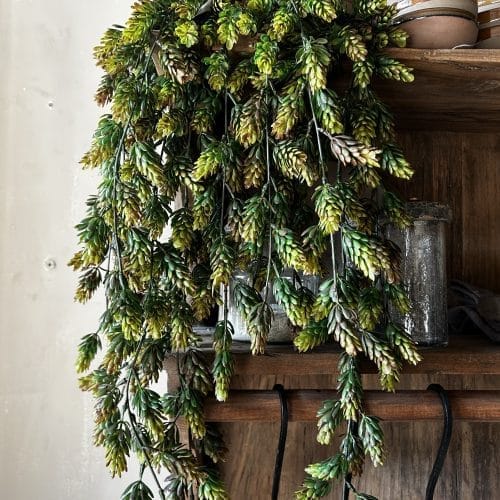 Humulus