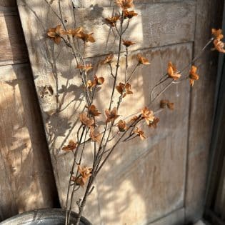 Cornus Copper
