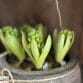 Hyacinth bulb Boeket