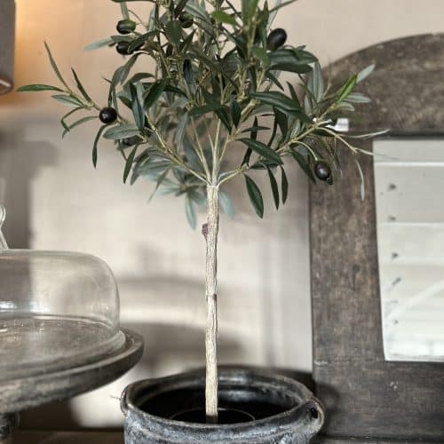 Olijfboompje pot