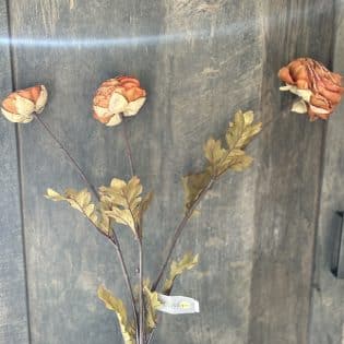 Ranunculus Grande Brown
