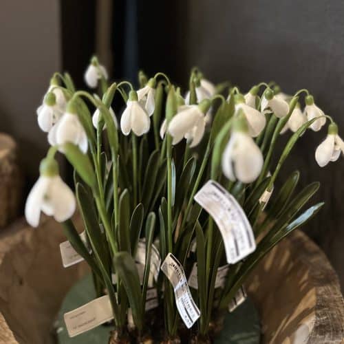 Snow drop