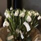 Snow drop