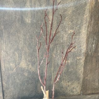 Beech Twig natural